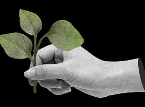 Hand holding plant